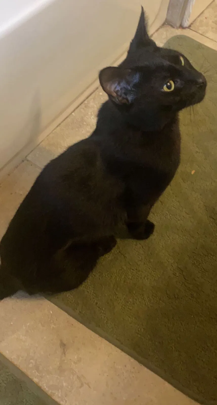 Lost cat in Dearborn, MI, 48126