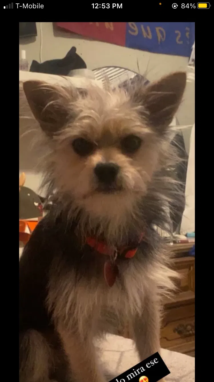Lost dog in Corona, NY, 11368