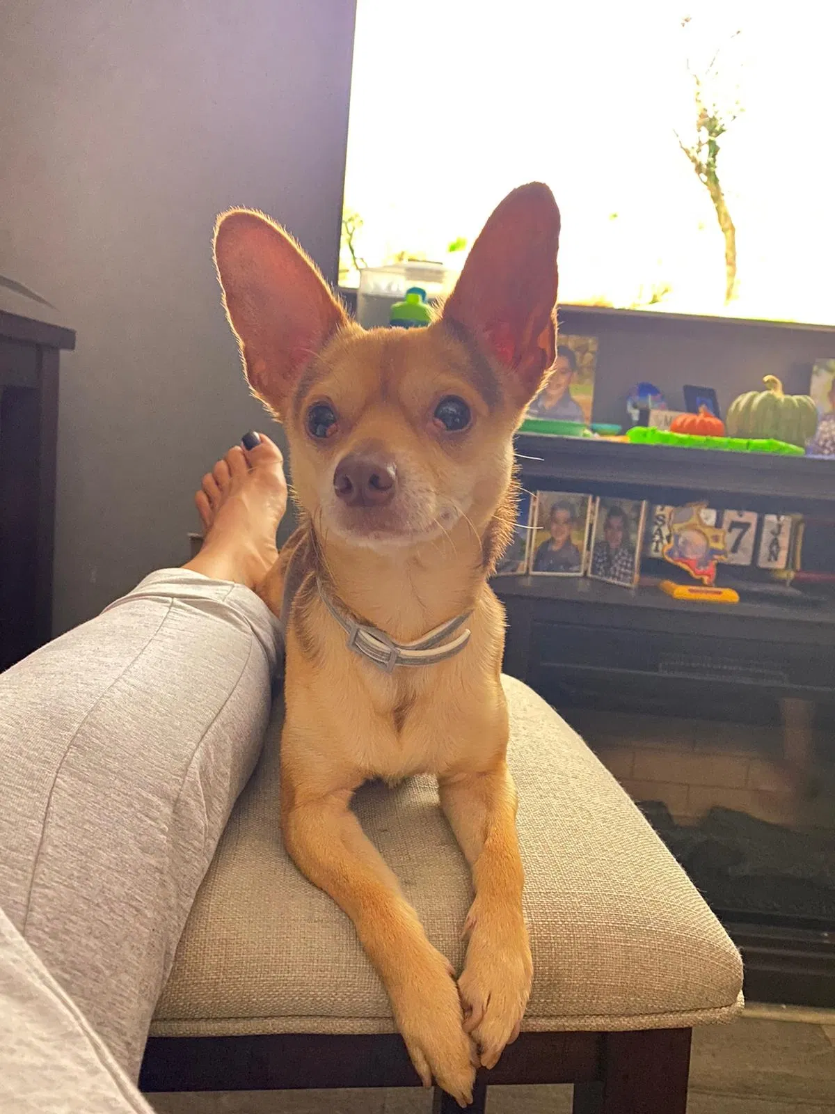 Lost dog in Stratford, CT, 6615