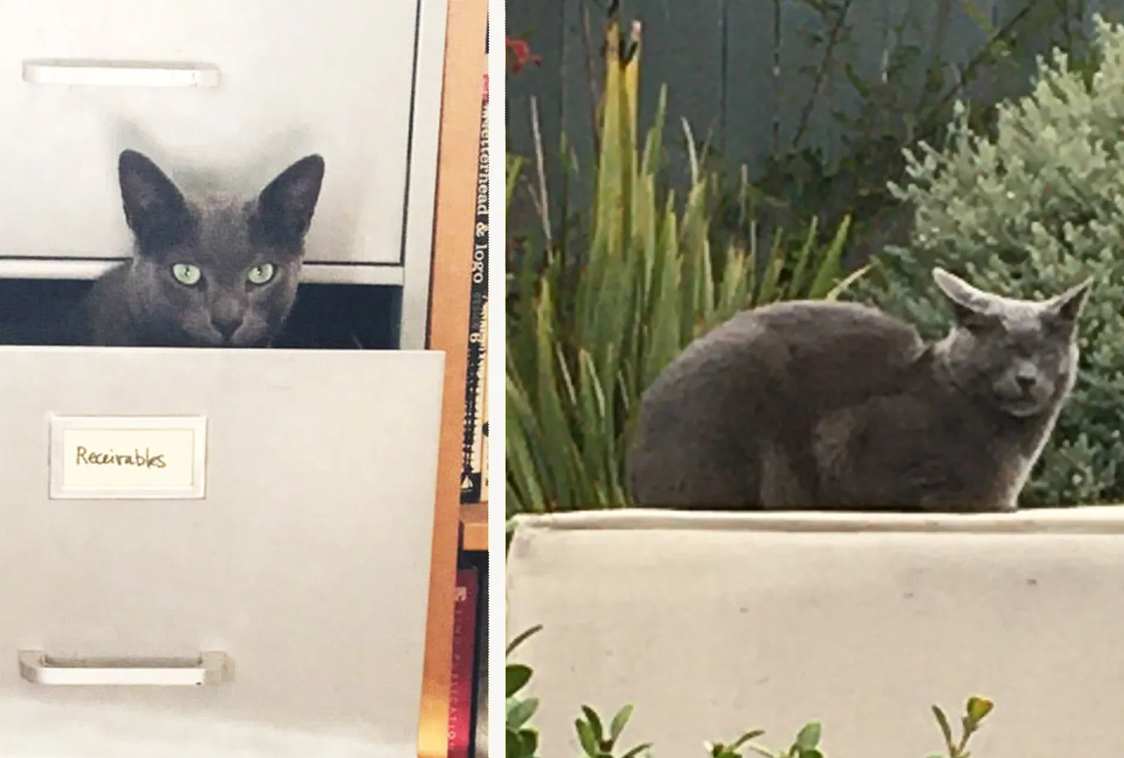 Lost cat in Rancho Palos Verdes, CA, 90275