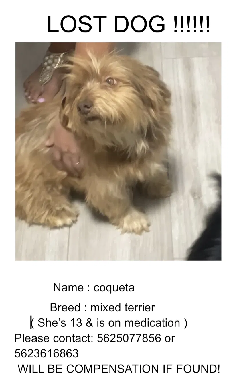 Lost dog in Bellflower, CA, 90706