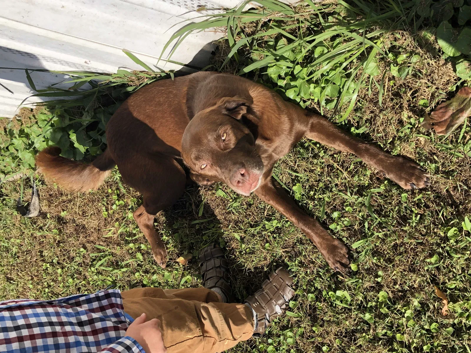 Lost dog in Chickamauga, GA, 30707