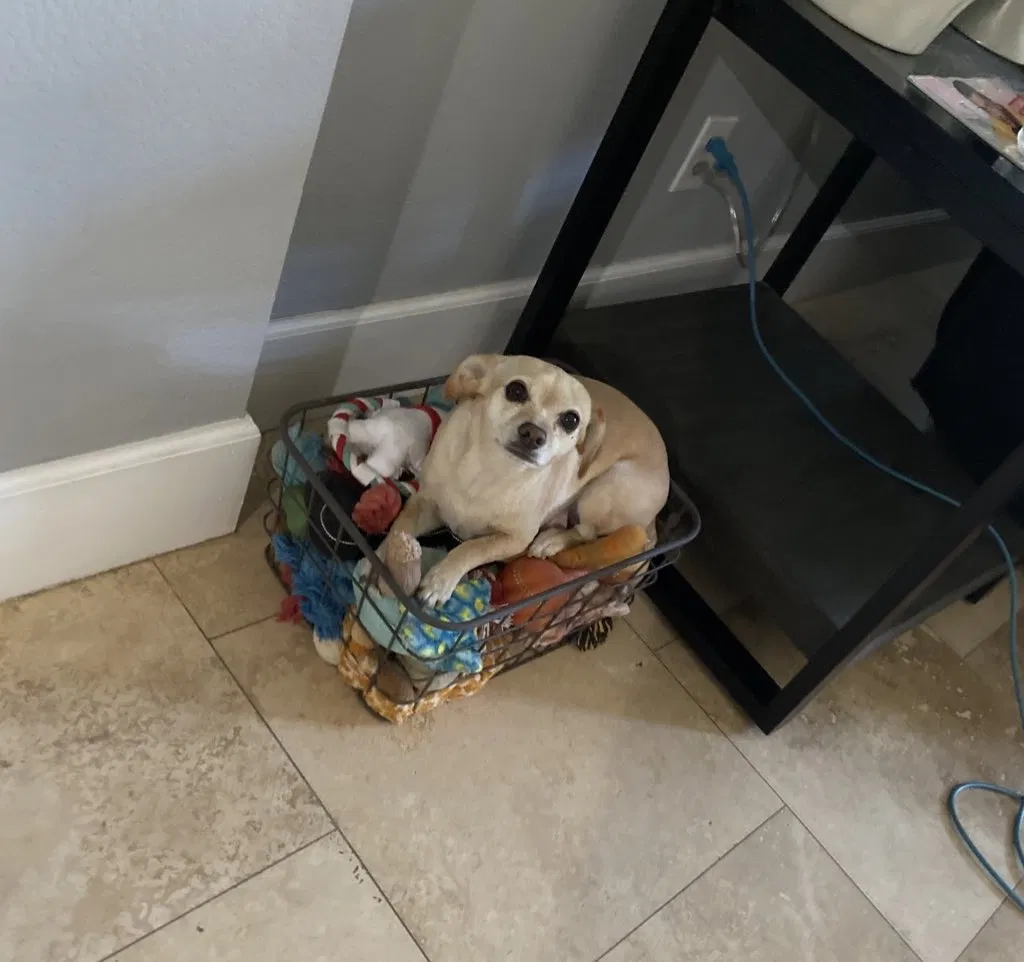 Lost dog in Coachella, CA, 92236