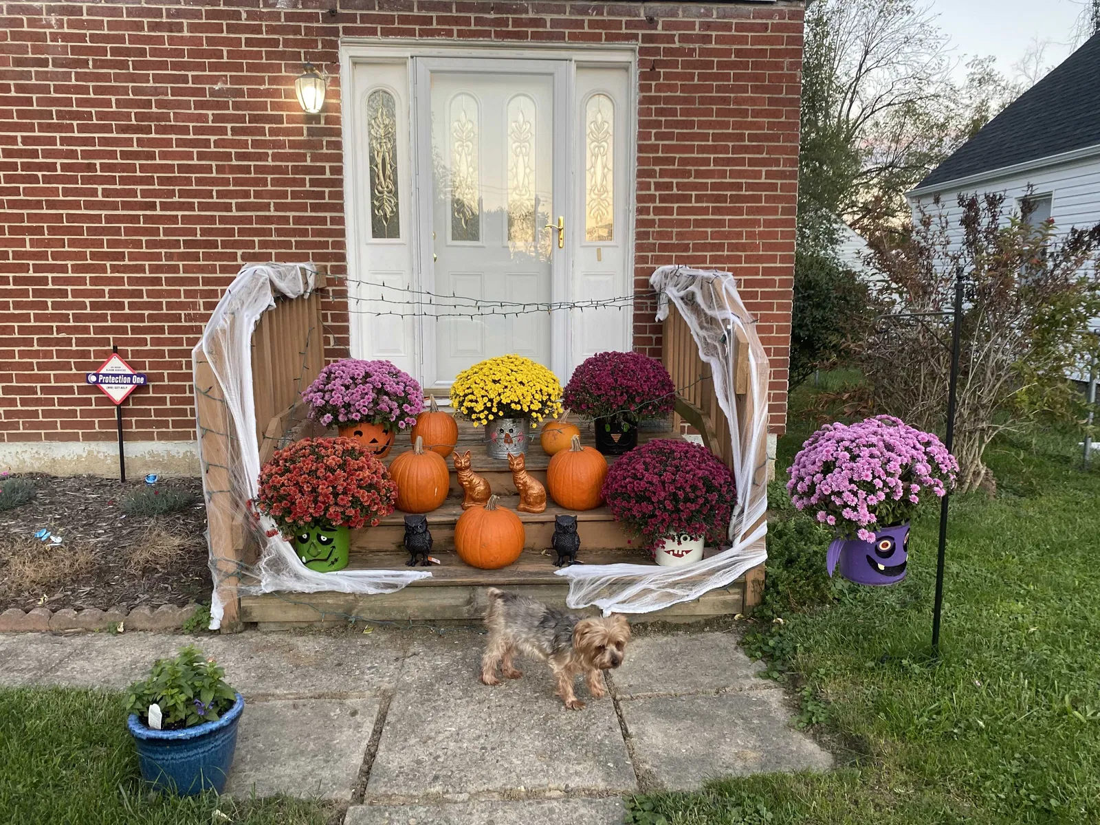 Lost dog in Columbus, OH, 43211