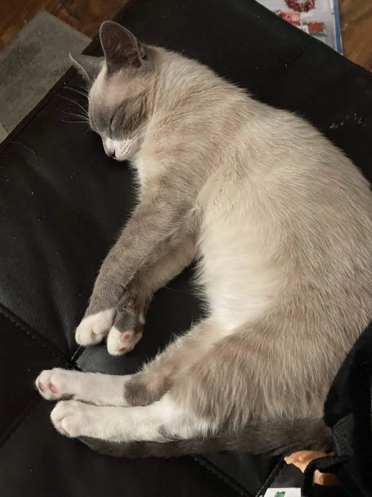Lost cat in Columbus, OH, 43204