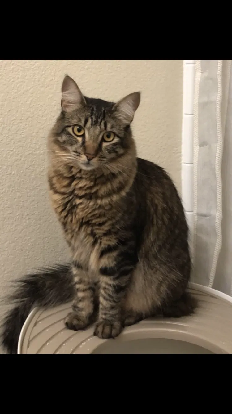 Lost cat in Livermore, CA, 94550