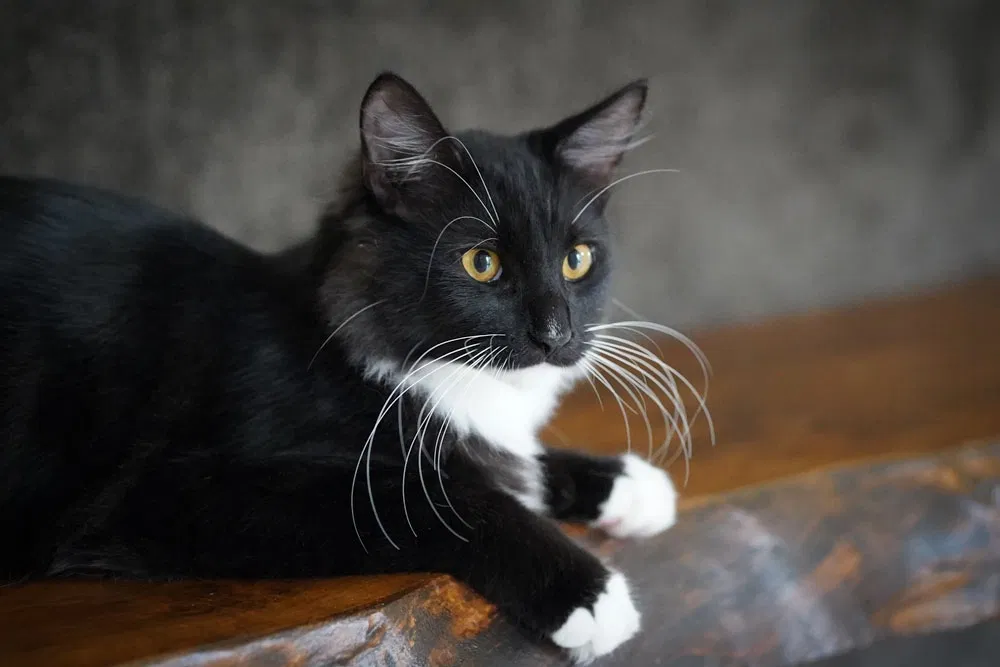 Lost cat in Valrico, FL, 33594