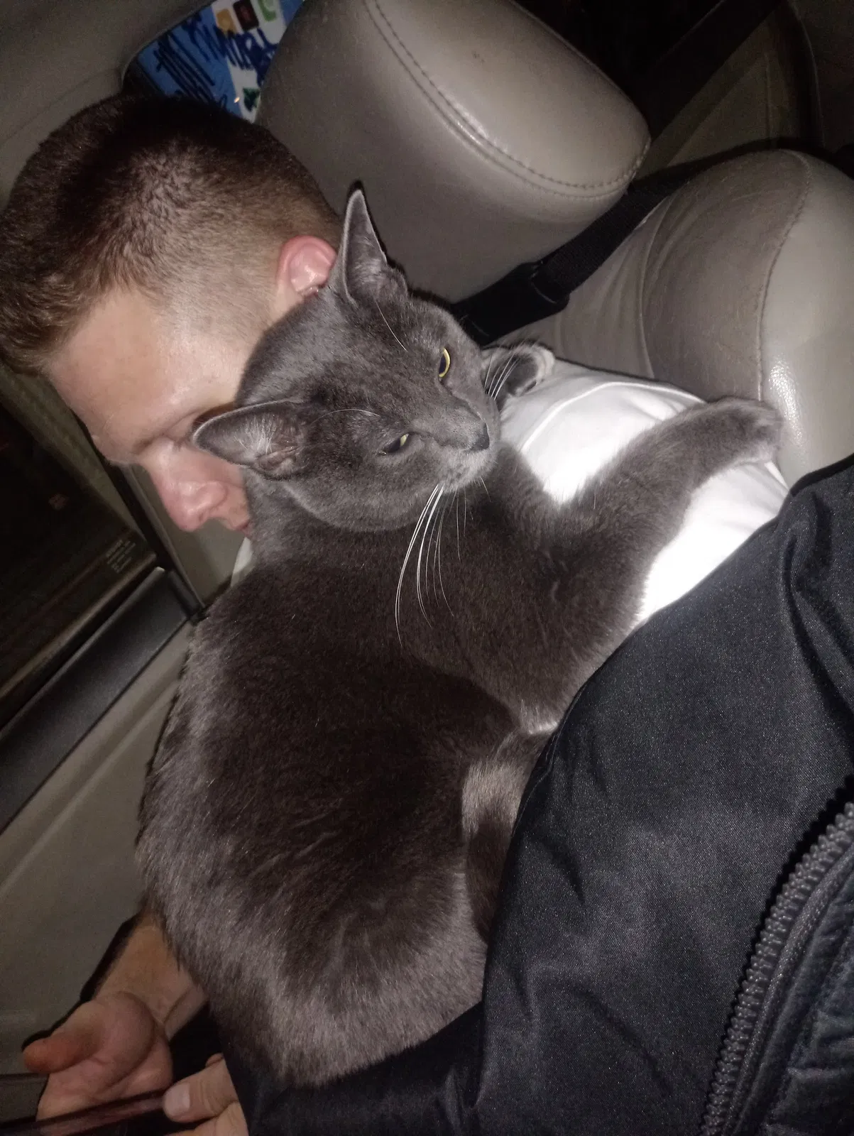 Lost cat in San Francisco, CA, 94118
