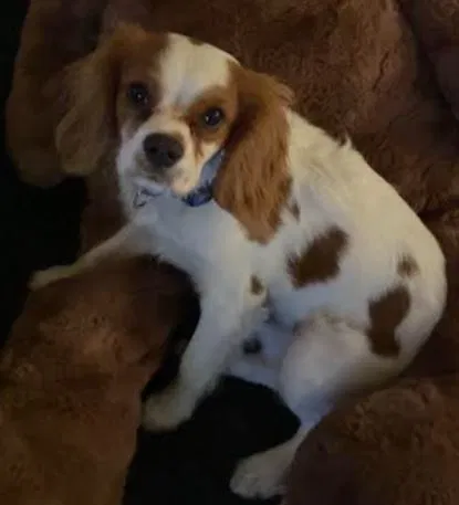 Lost dog in Las Vegas, NV, 89117