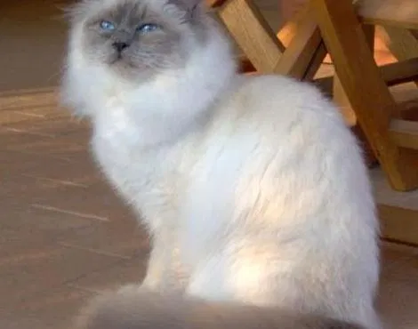 Lost cat in Albuquerque, NM, 87102