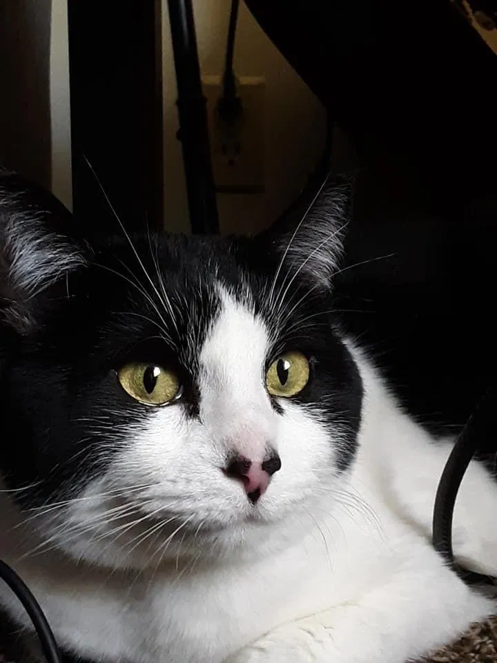 Lost cat in Ogden, UT, 84404