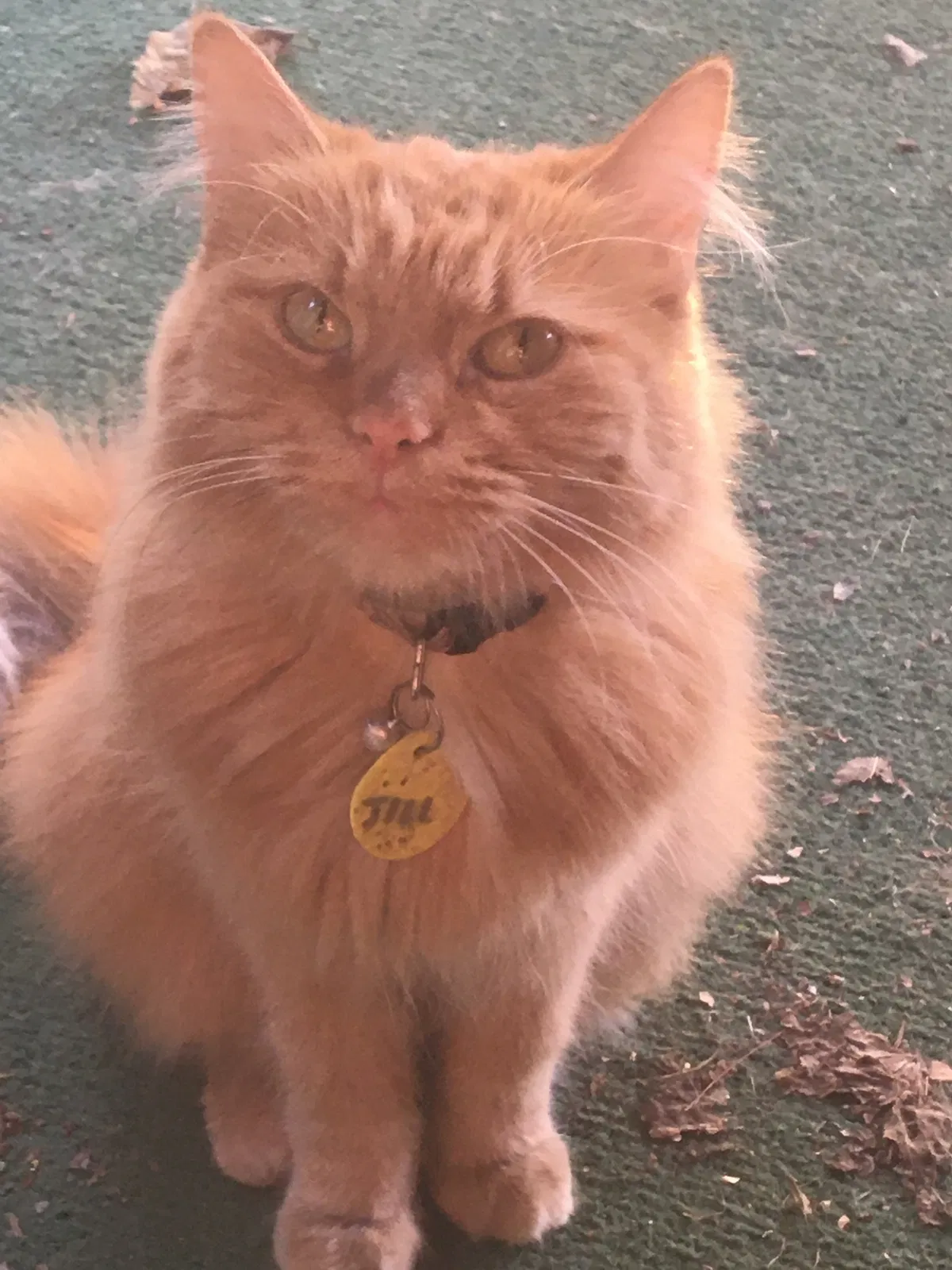 Lost cat in Indianapolis, IN, 46234