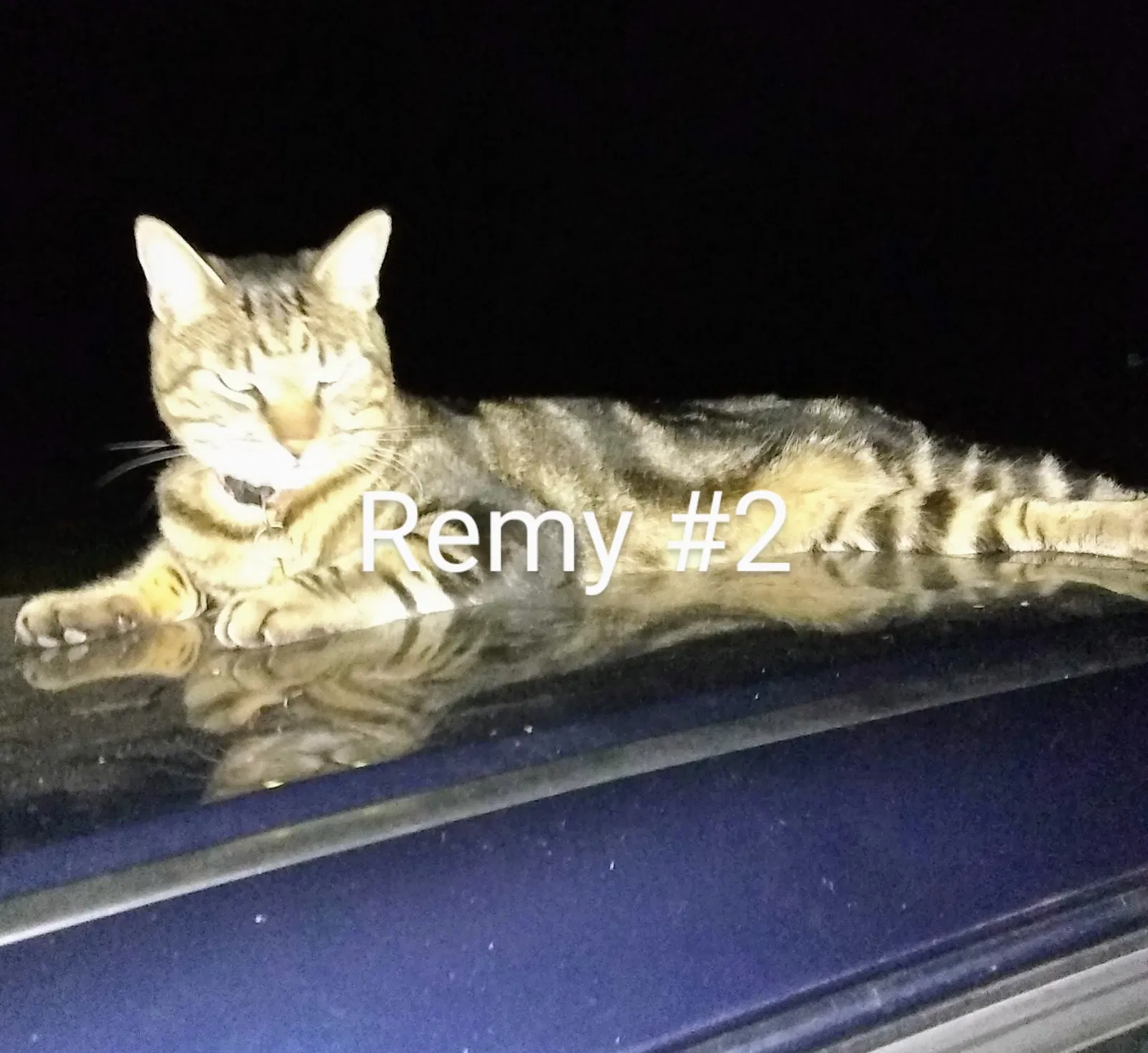 Lost cat in Davis, CA, 95618