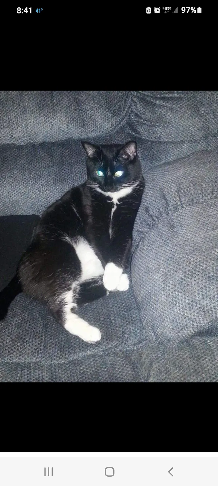 Lost cat in Colorado Springs, CO, 80910