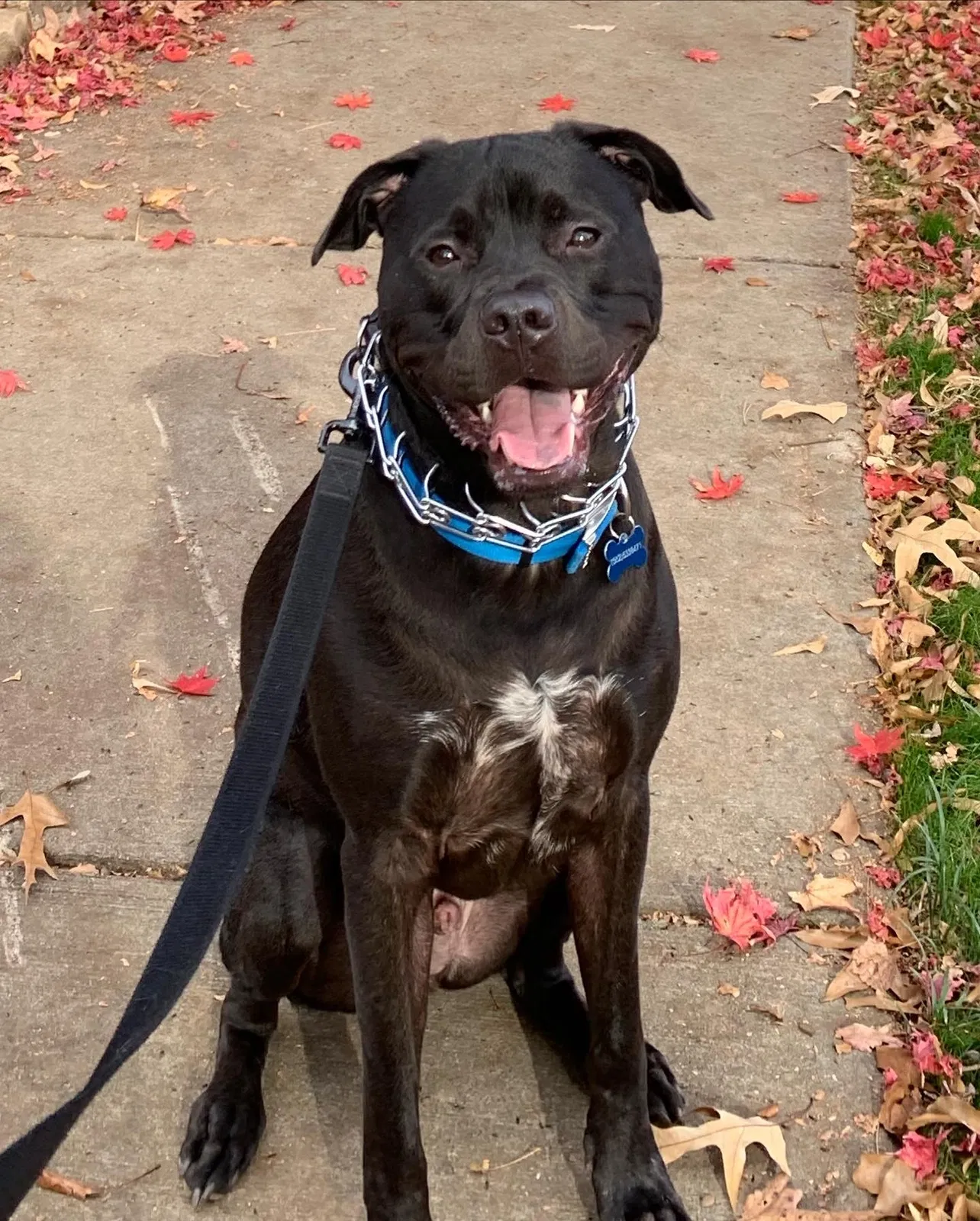 Lost dog in Charlotte, NC, 28205