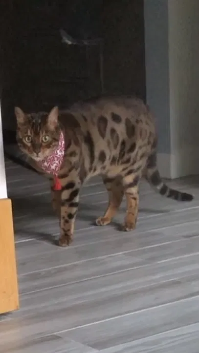 Lost cat in Johns Island, SC, 29455