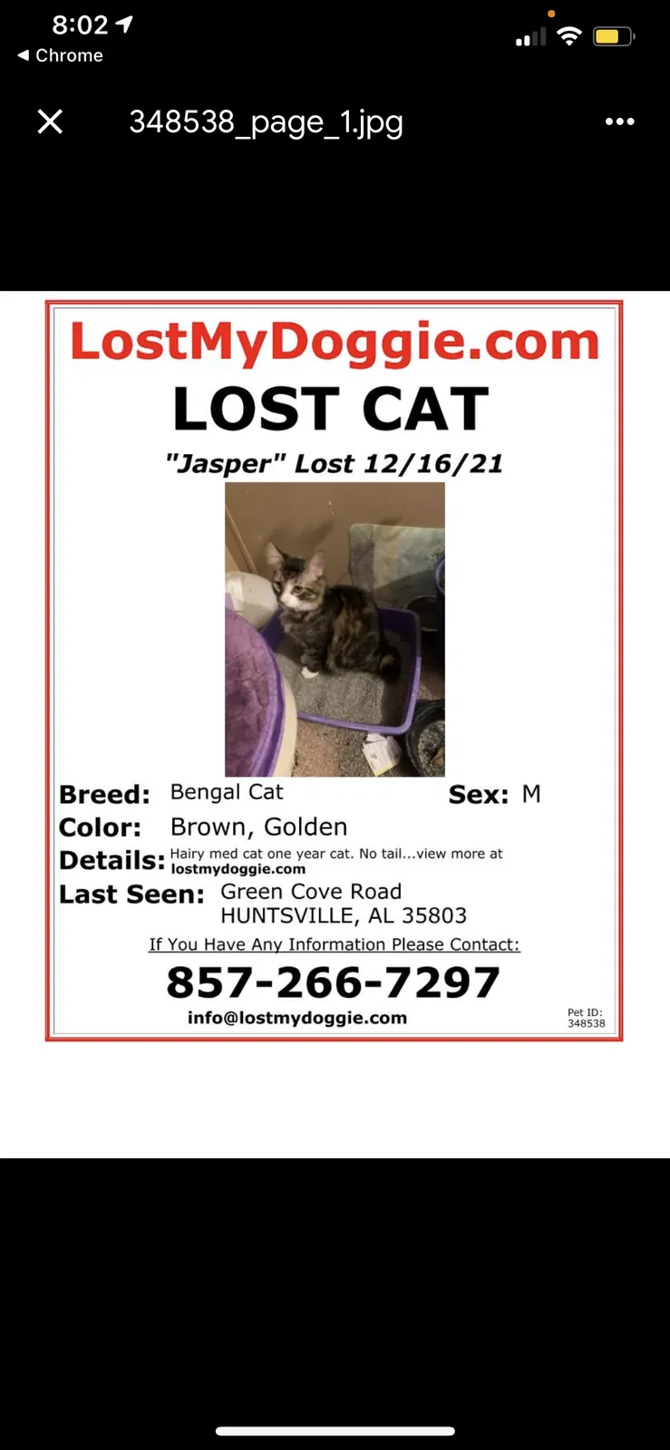 Lost cat in Huntsville, AL, 35803