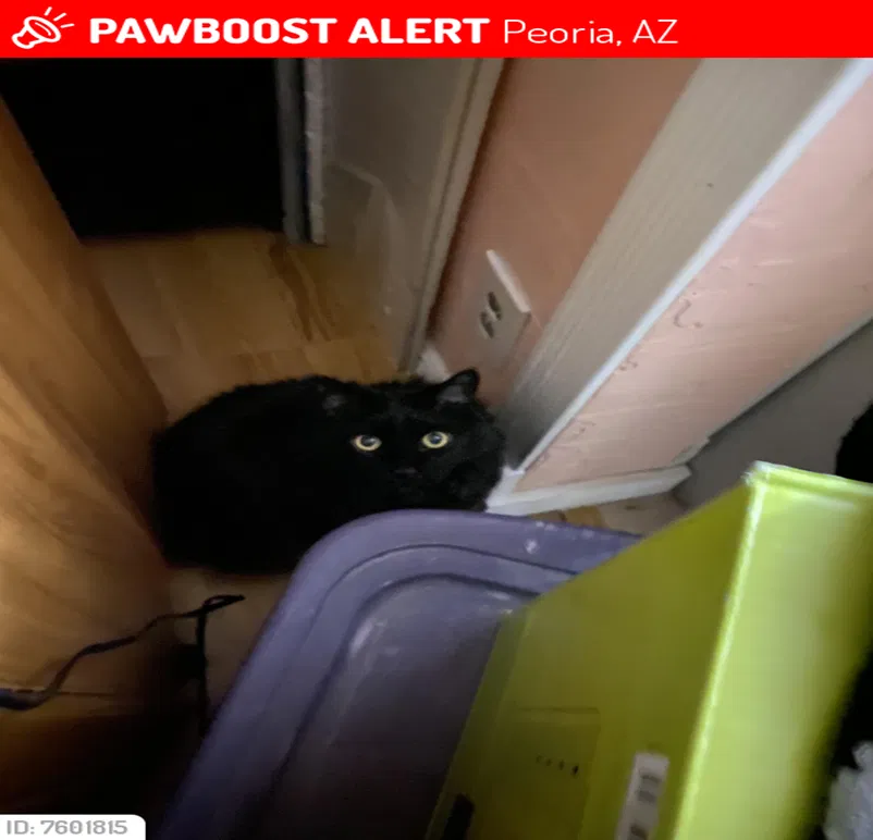Found cat in Peoria, AZ, 85345
