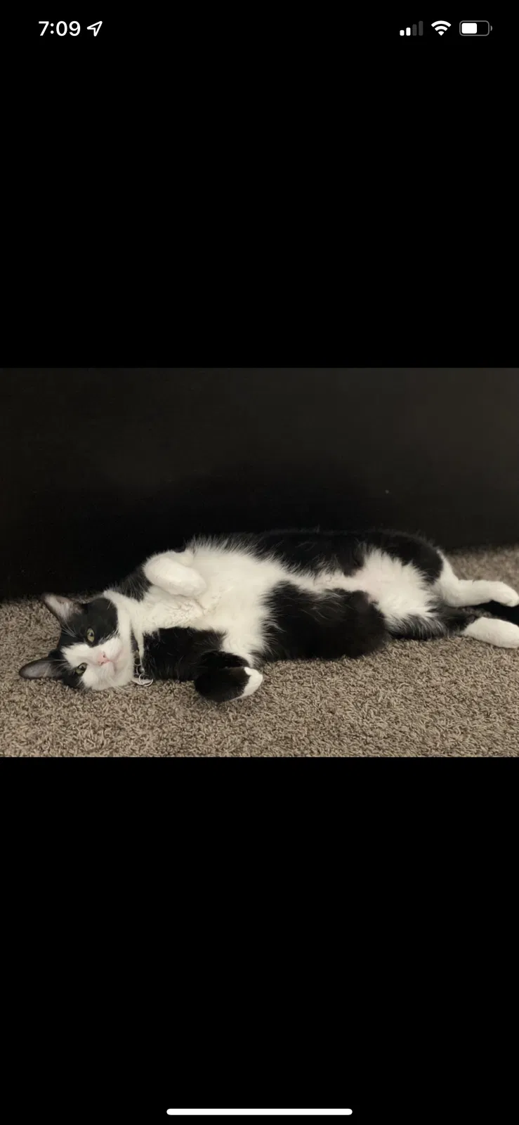 Lost cat in Bakersfield, CA, 93307