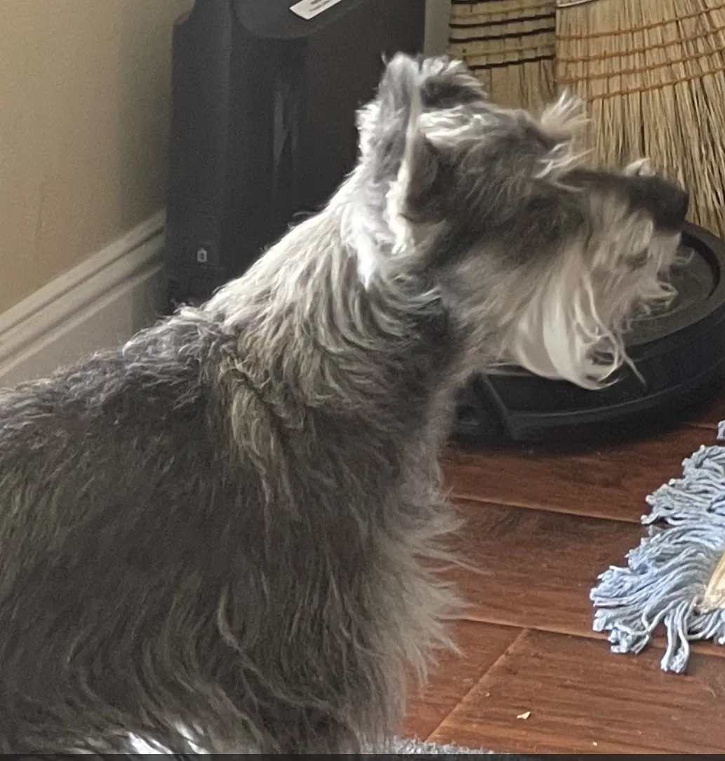 Lost dog in Lancaster, CA, 93535