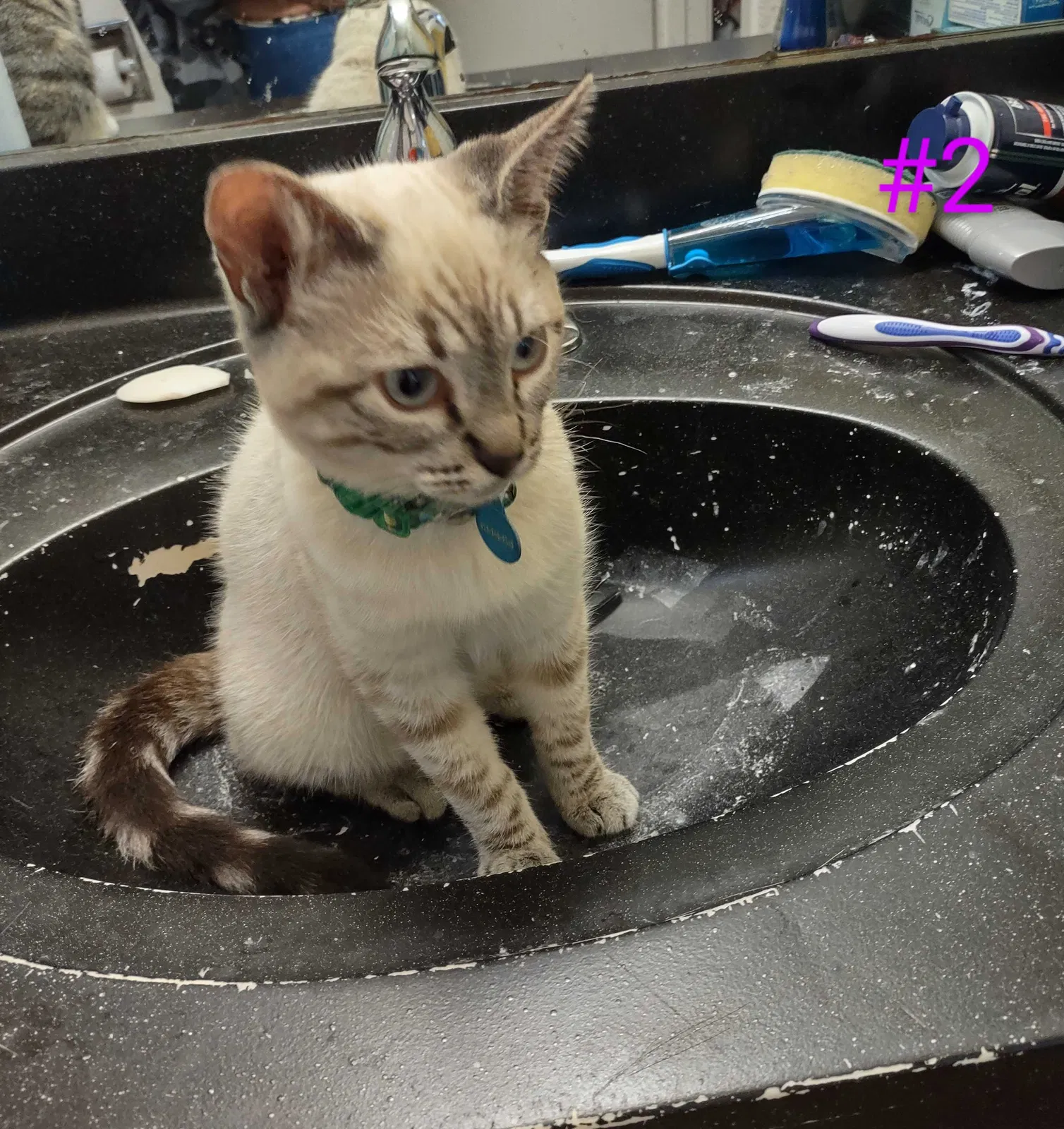 Lost cat in Davis, CA, 95618
