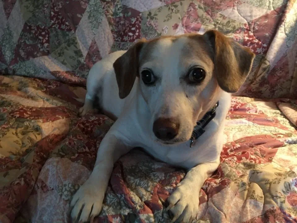 Lost dog in Lansdale, PA, 19446