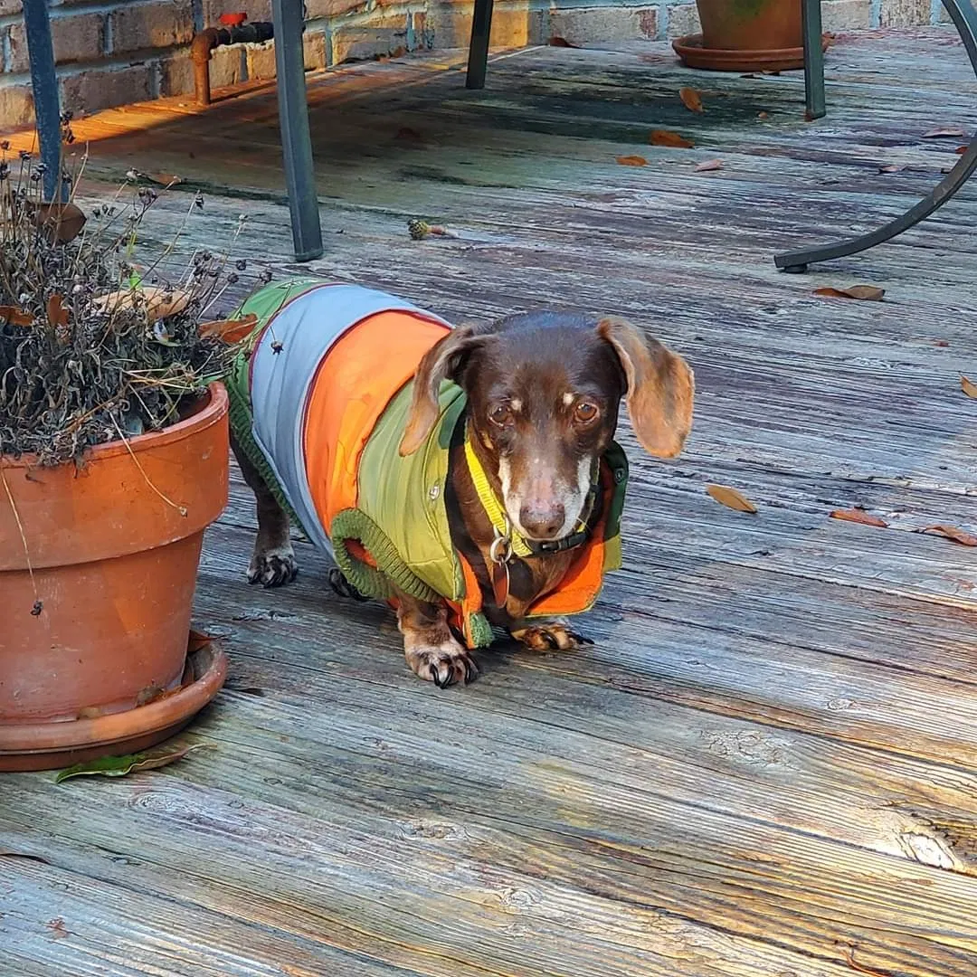 Lost dog in Florence, SC, 29505