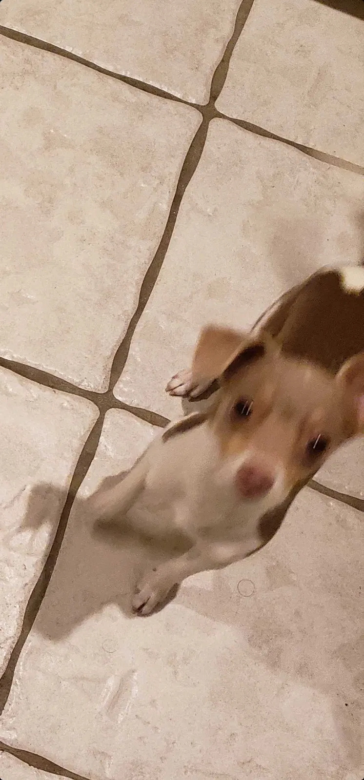 Lost dog in Alamo, TX, 78516