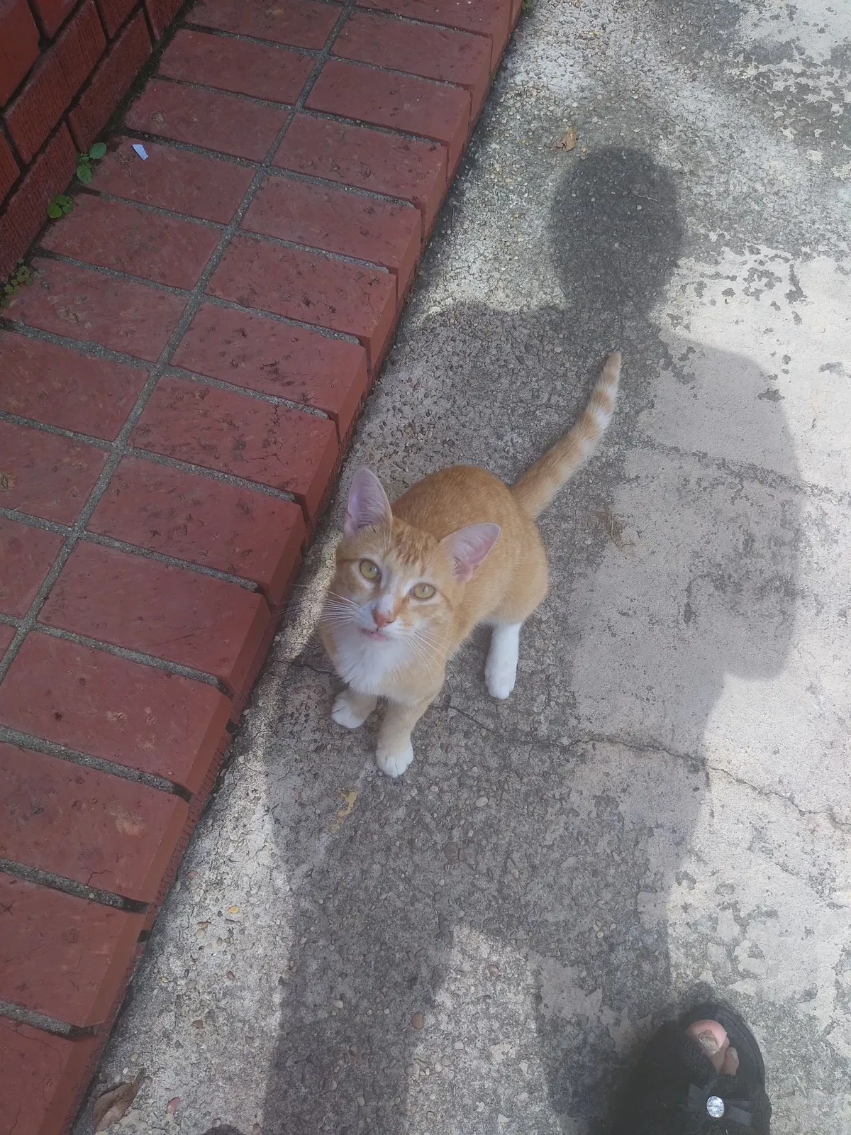 Lost cat in Picayune, MS, 39466