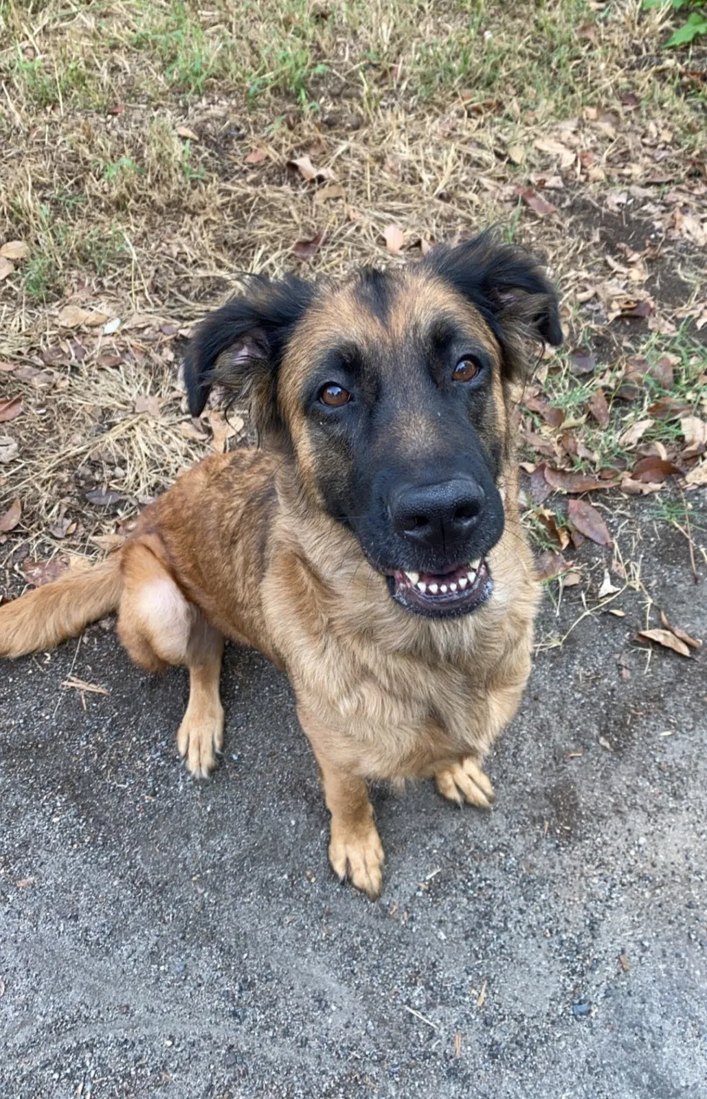 Lost dog in Concord, NC, 28027