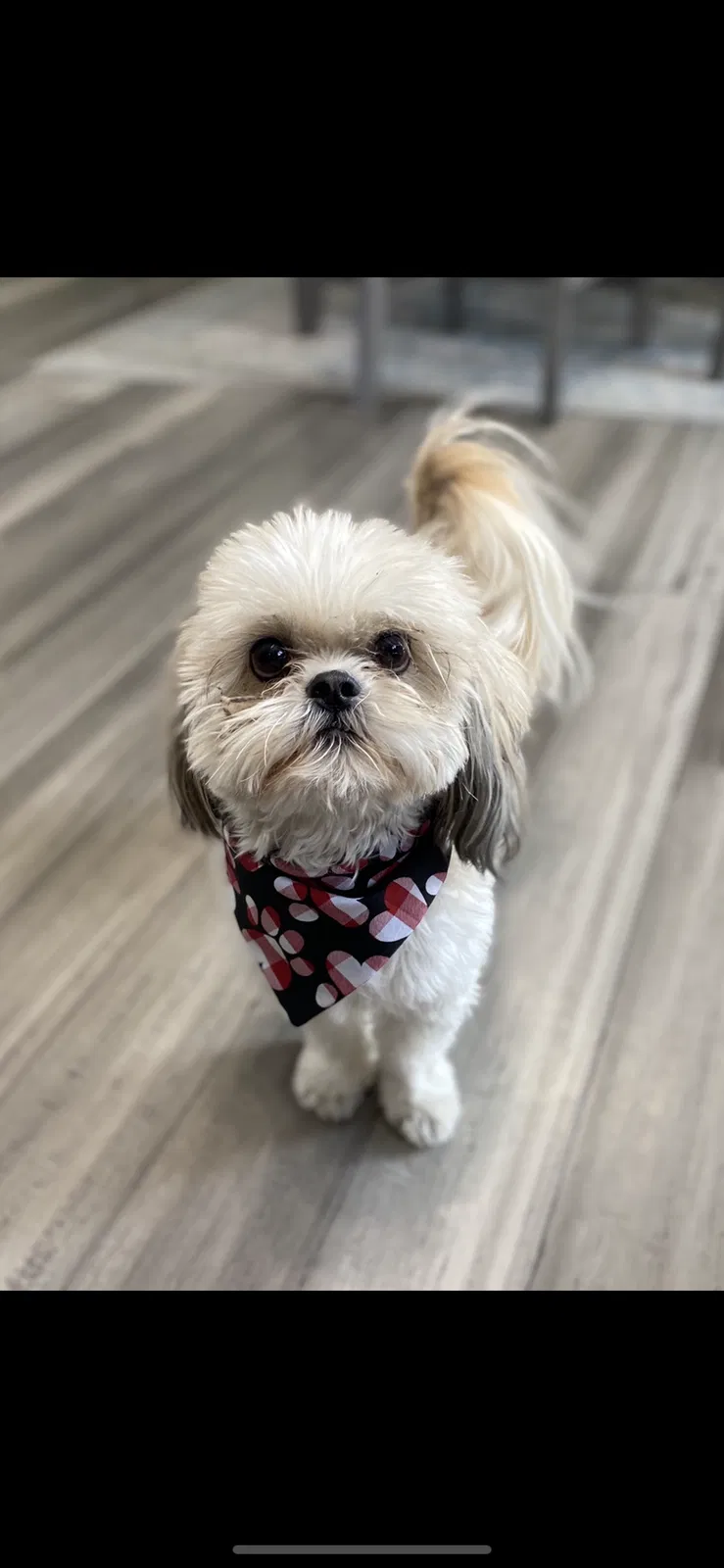 Lost dog in Parker, CO, 80134