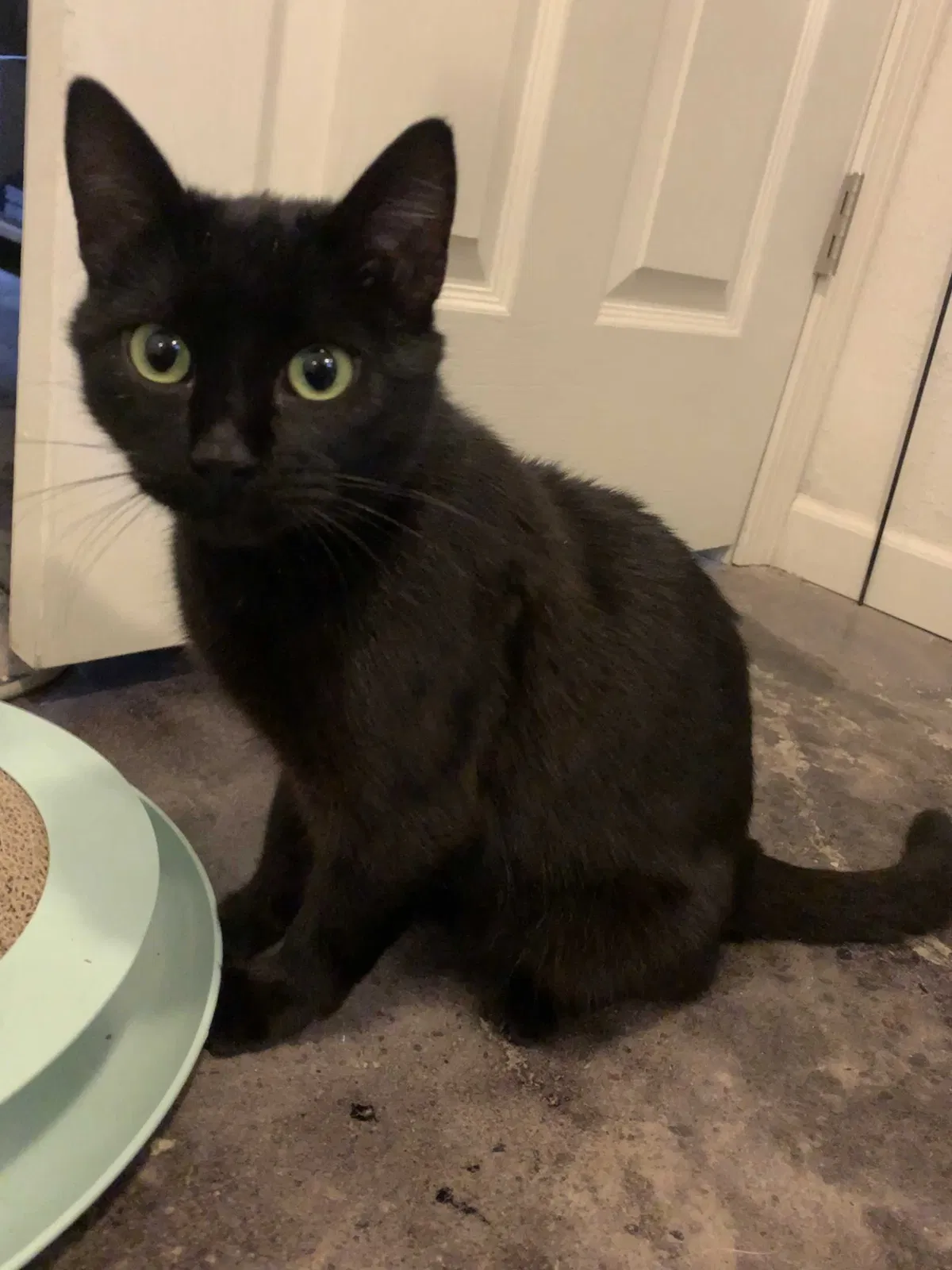 Lost cat in Des Moines, IA, 50310
