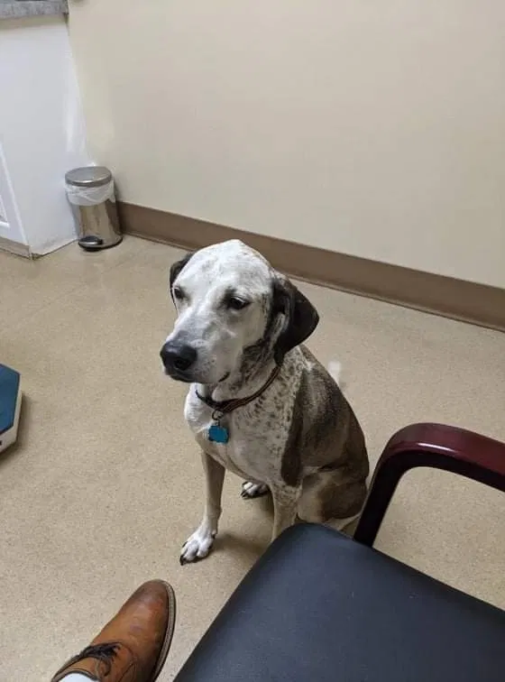 Lost dog in Mobile, AL, 36618
