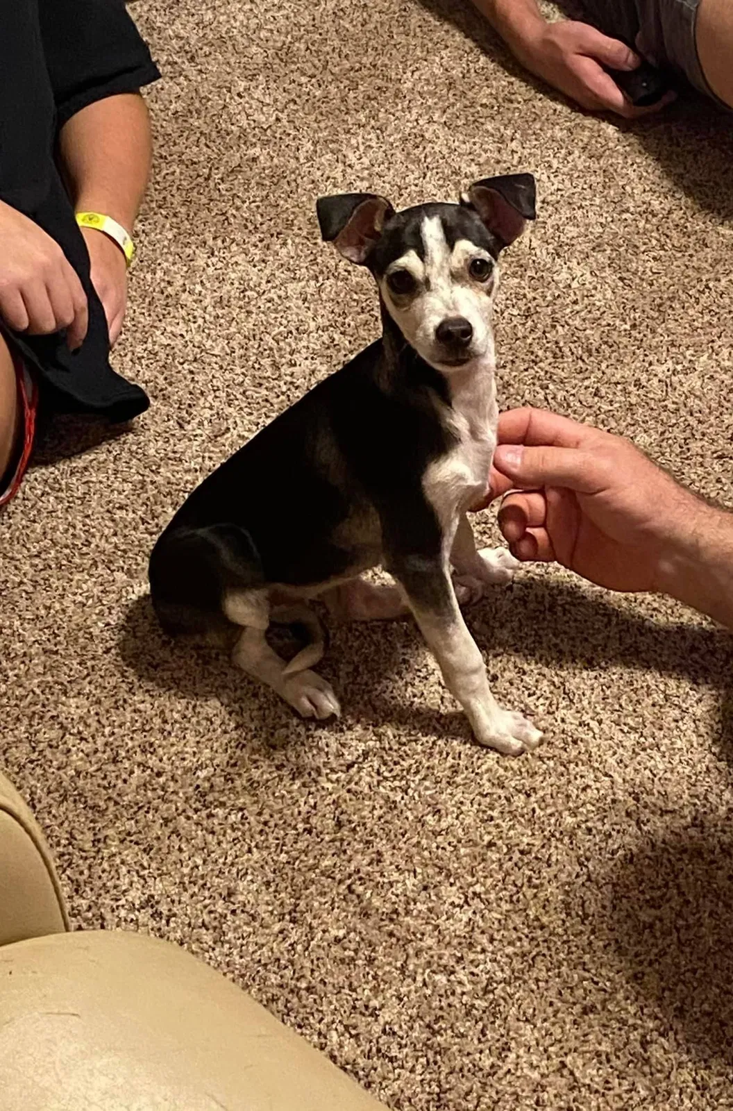 Lost dog in Melbourne, FL, 32934
