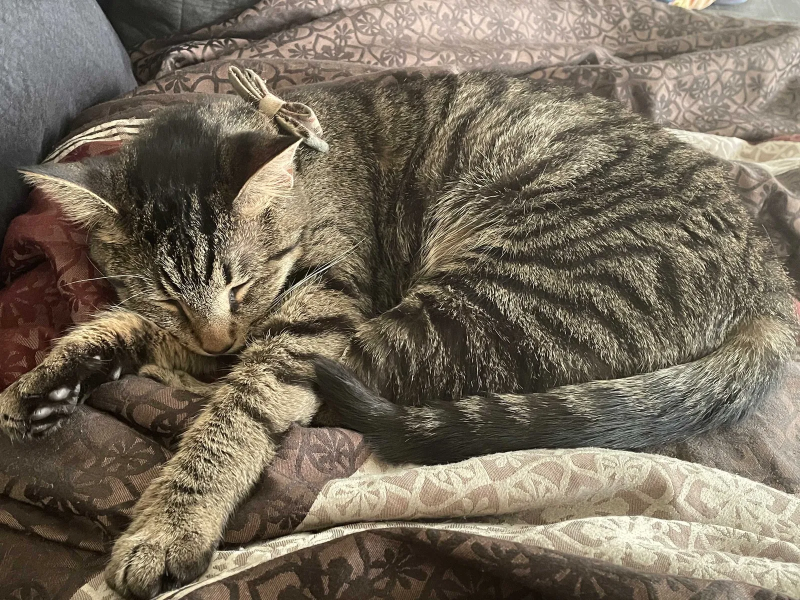 Lost cat in Virginia Beach, VA, 23462