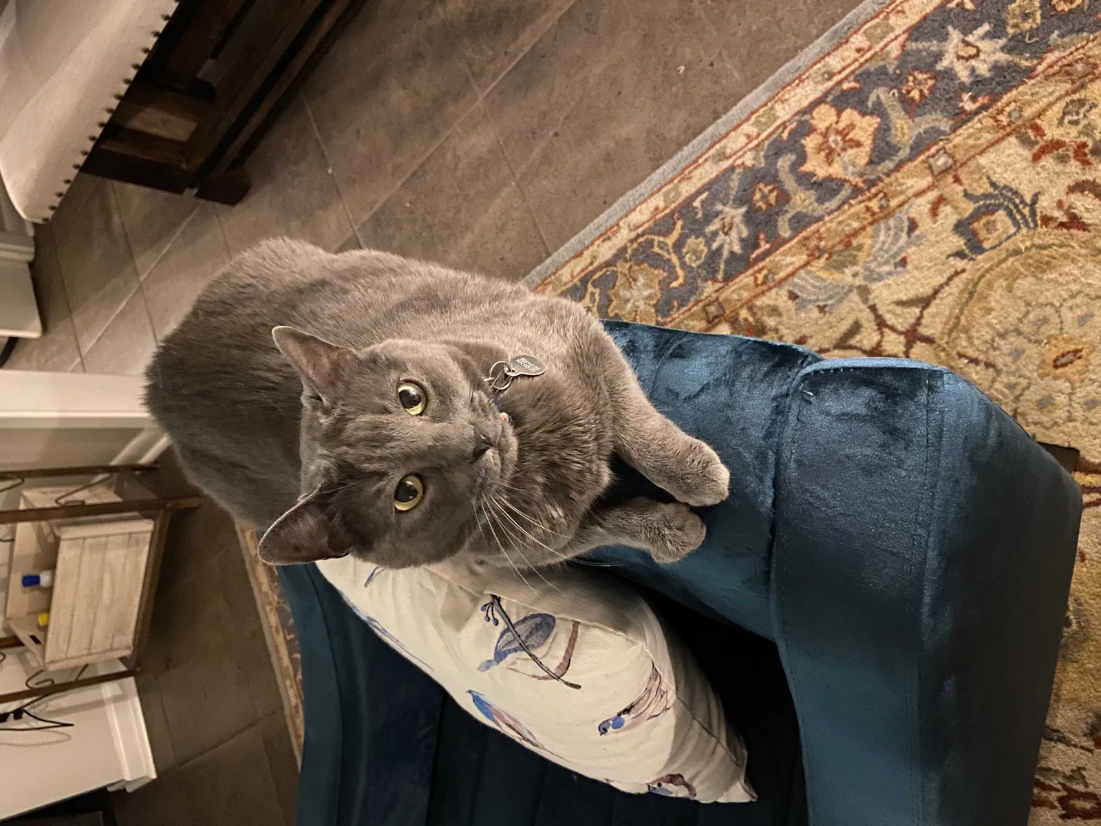 Lost cat in Lafayette, LA, 70507