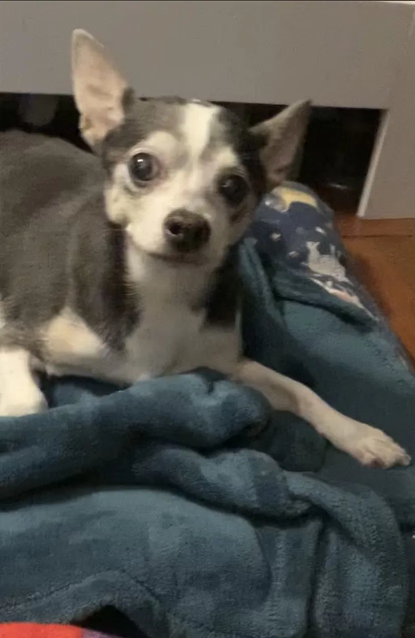 Lost dog in Rego Park, NY, 11374