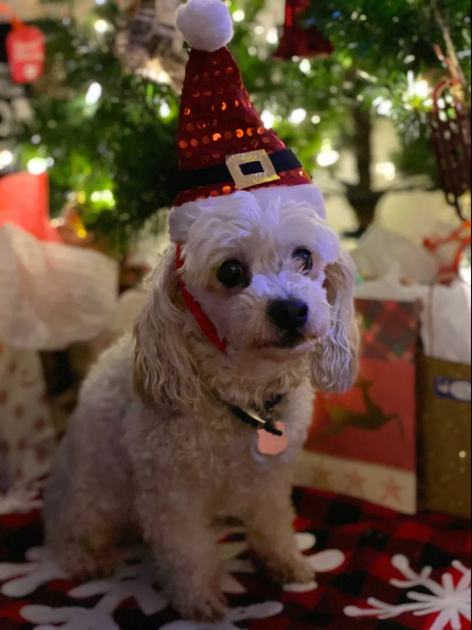 Lost dog in Oxnard, CA, 93030