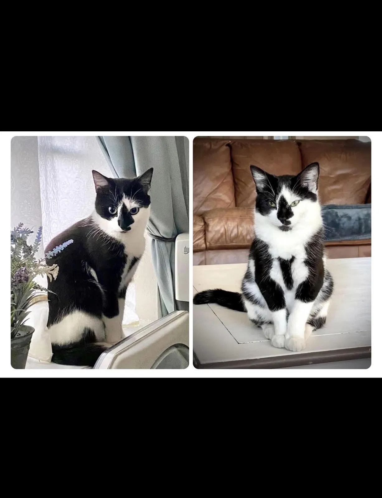Lost cat in Morriston, FL, 32668