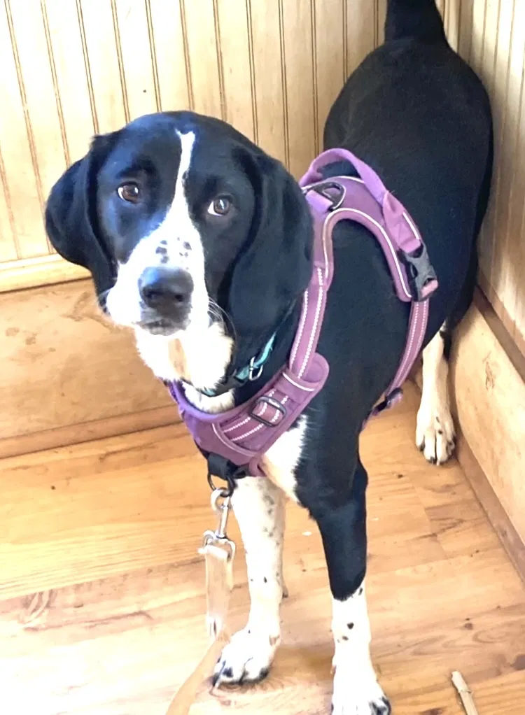 Lost dog in Palmetto, GA, 30268