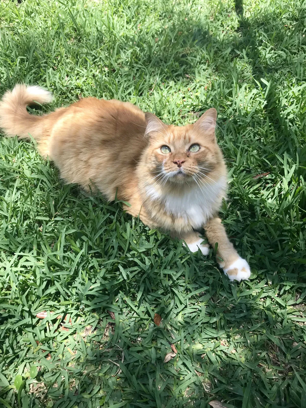 Lost cat in Winter Park, FL, 32792