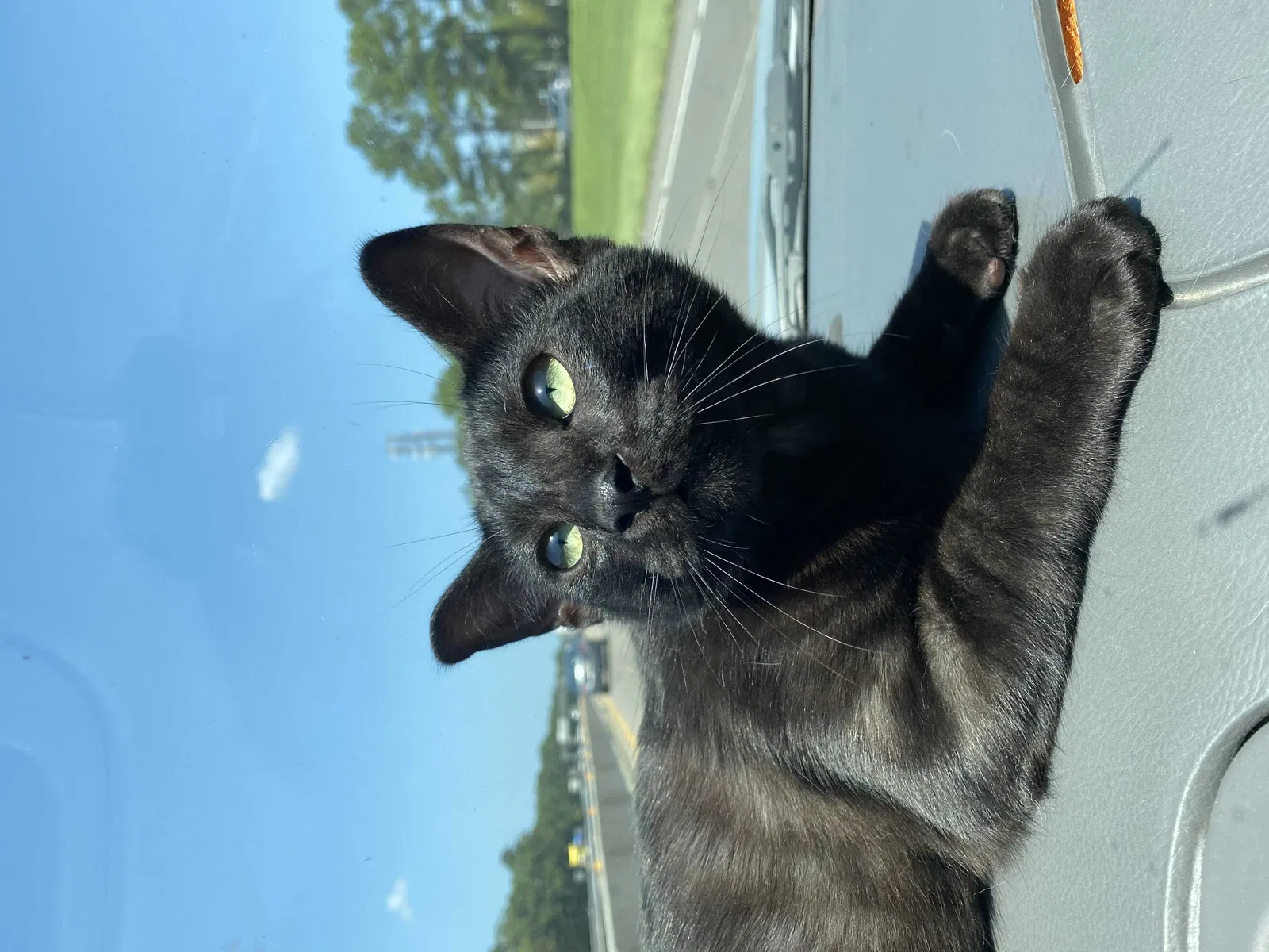 Lost cat in Houston, TX, 77008