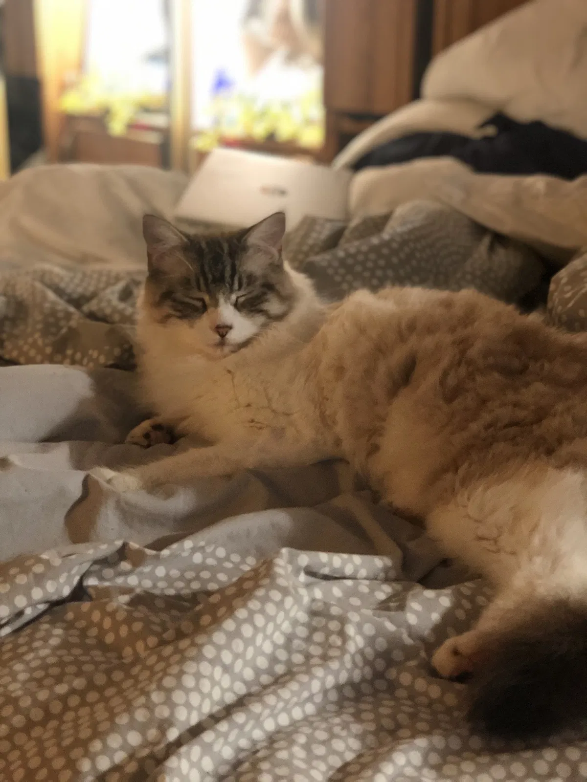 Lost cat in Placerville, CA, 95667