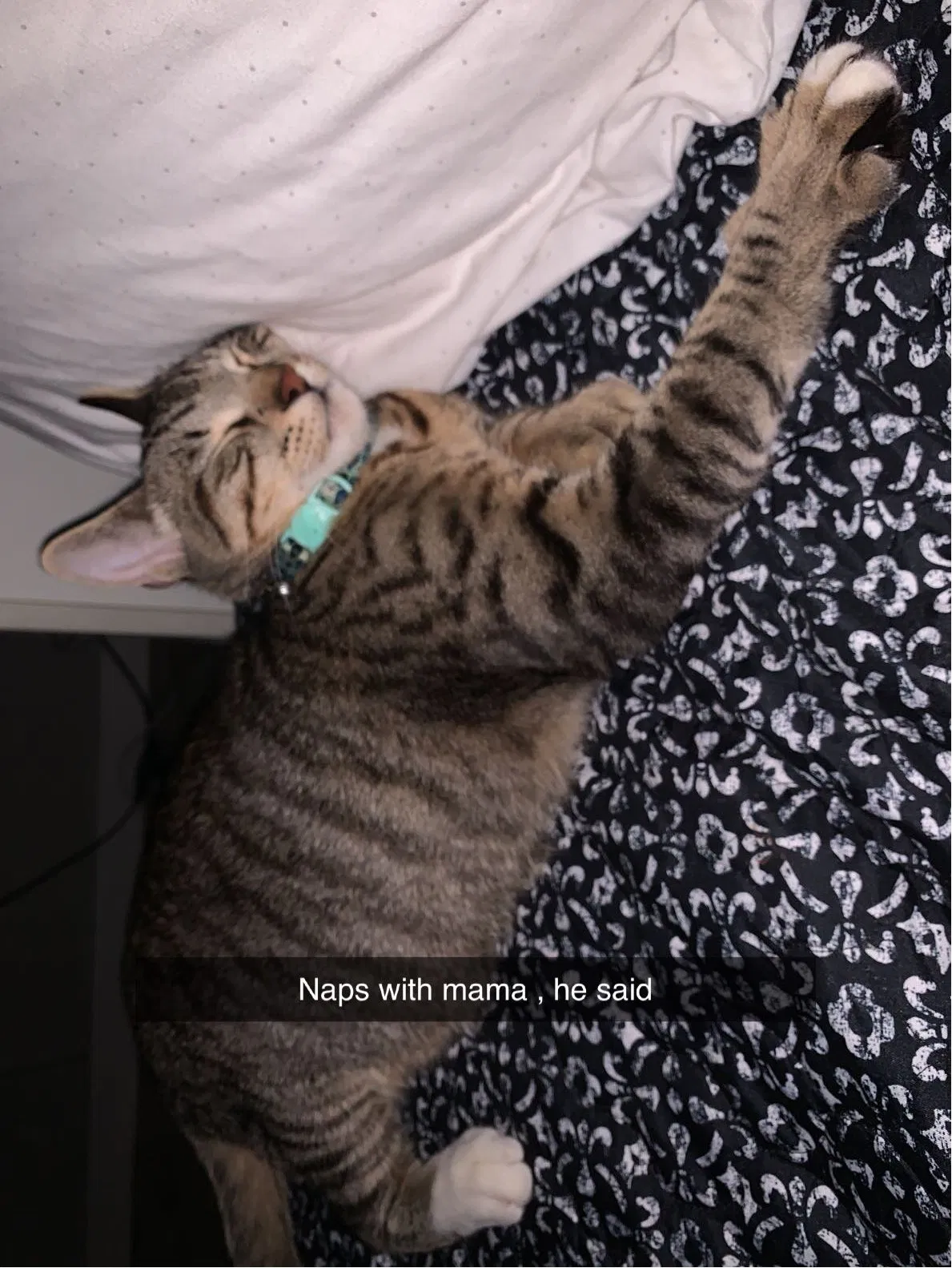 Lost cat in Spring, TX, 77373