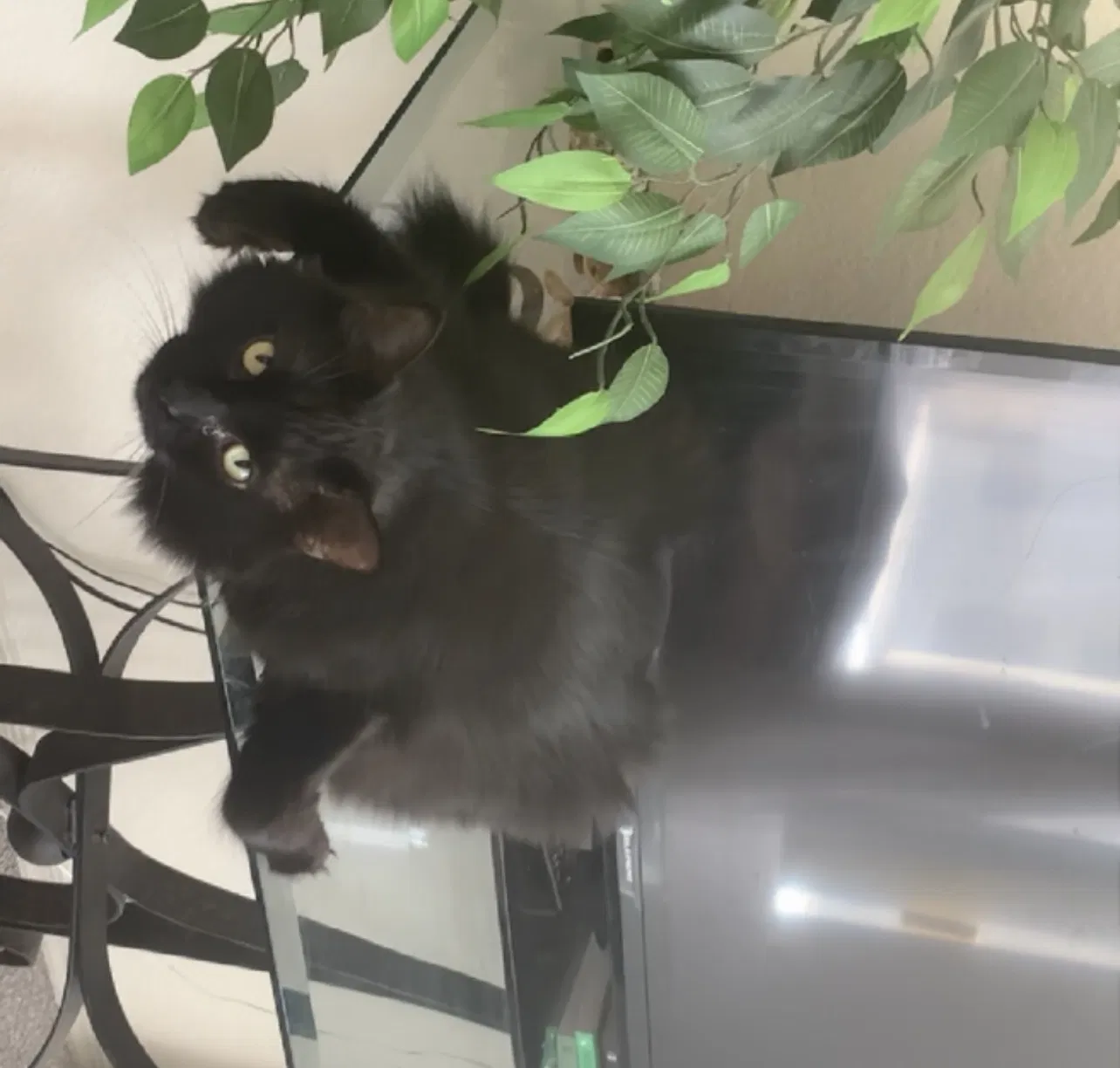 Lost cat in Tempe, AZ, 85282