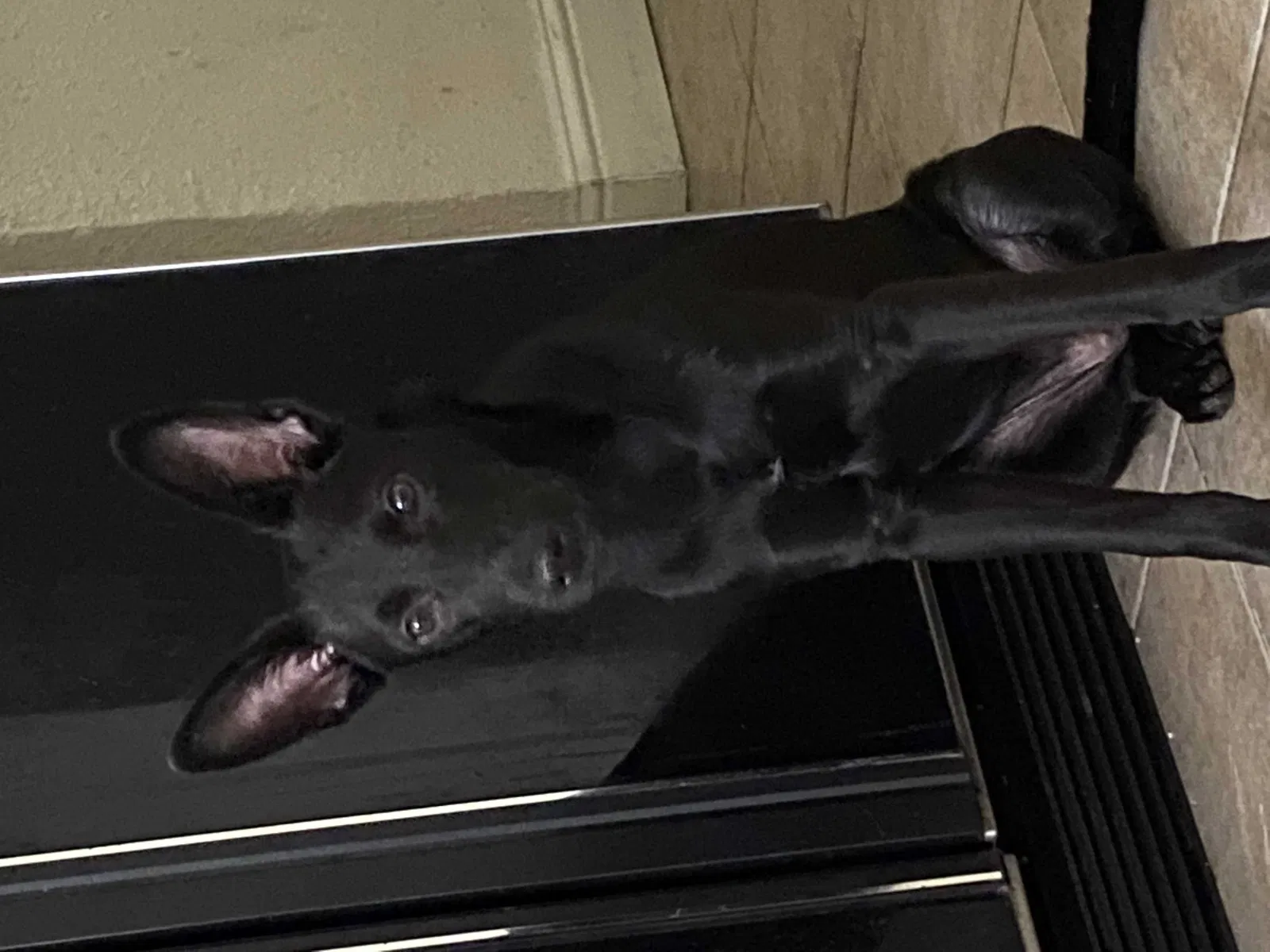 Lost dog in Fresno, CA, 93727