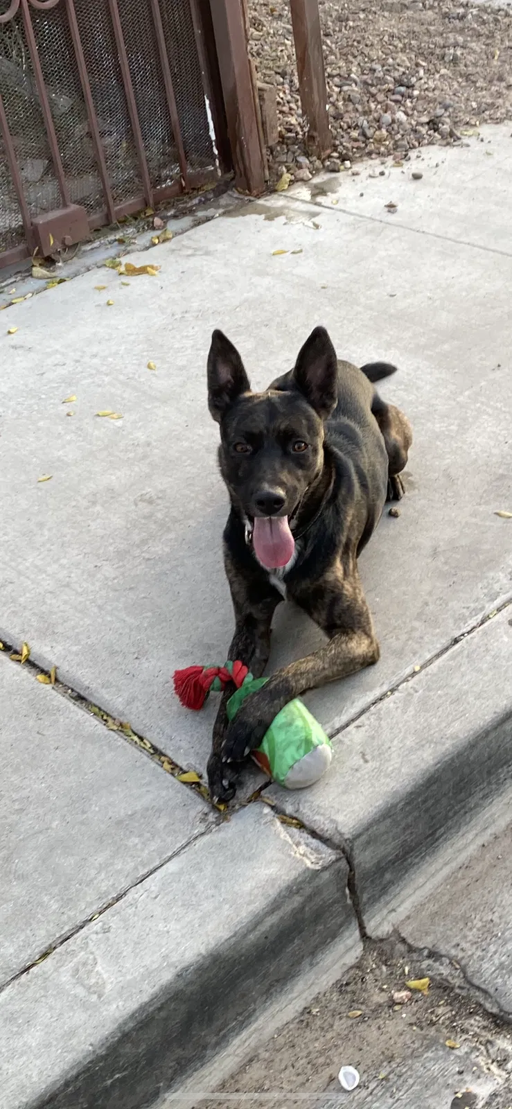 Lost dog in Fresno, CA, 93727