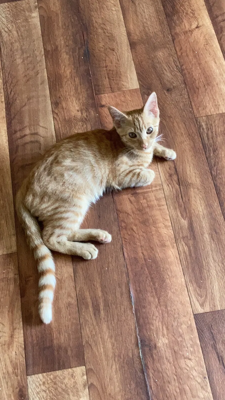 Lost cat in Gallatin, TN, 37066