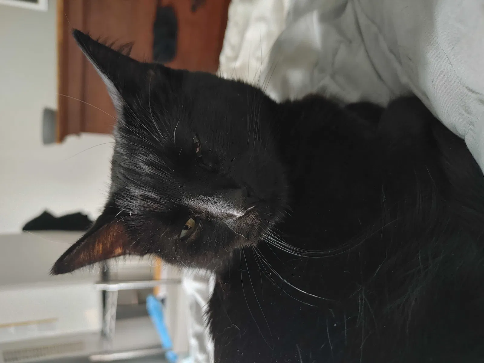 Lost cat in Sioux Falls, SD, 57104