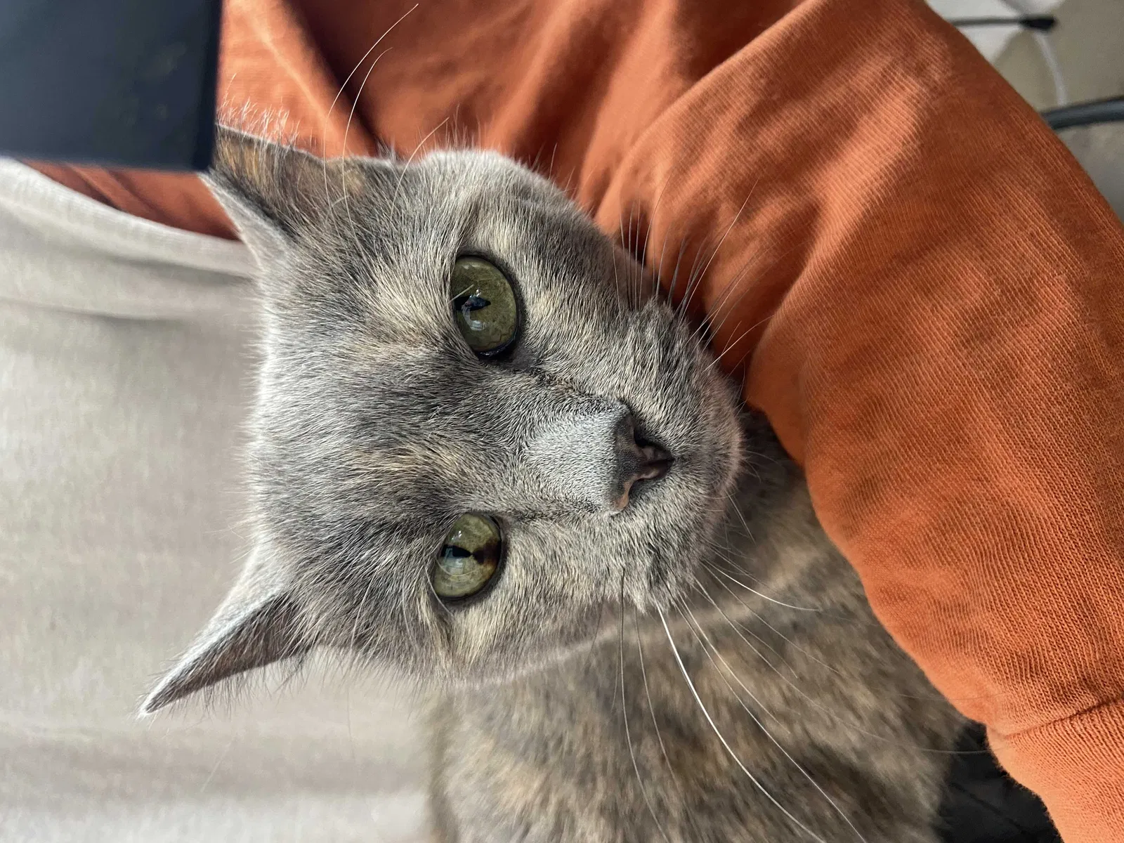 Lost cat in Denver, CO, 80223